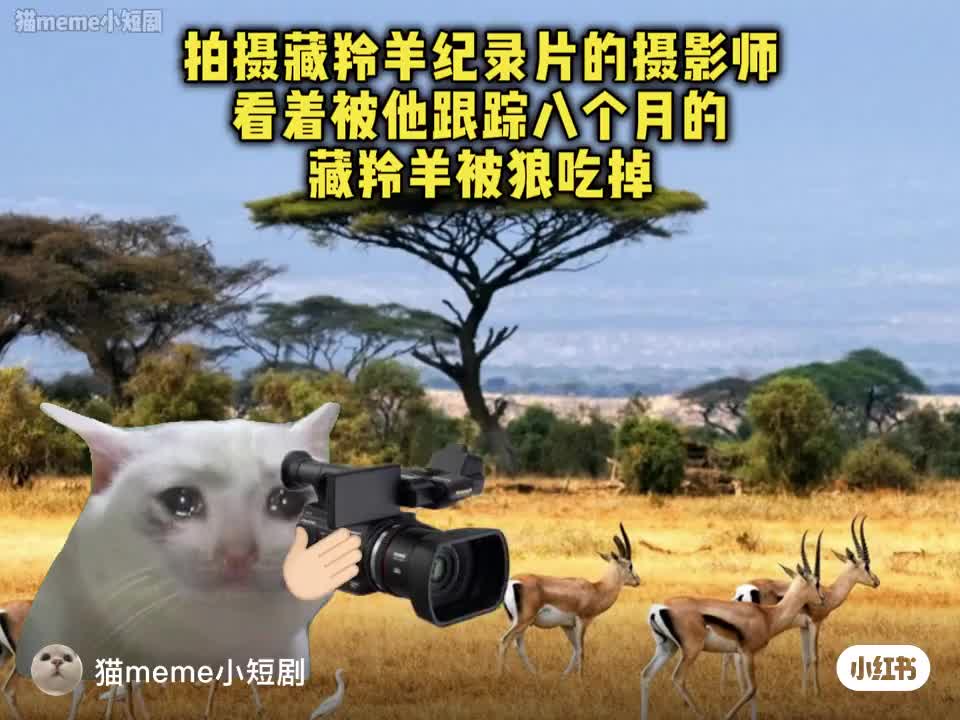 What does Sister Bao love to watch the most? Watching some meaningless funny videos.