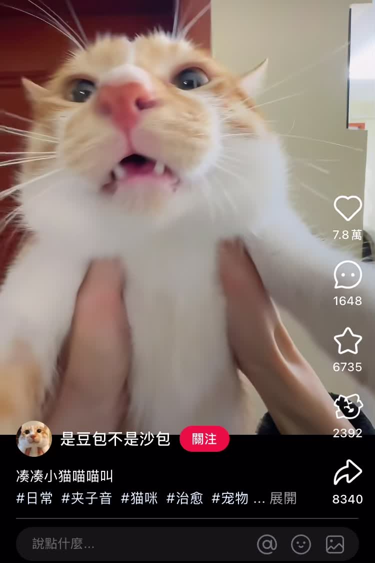 本当に退屈だ、データの時間を待っている間は猫の動画を見ているしかない。