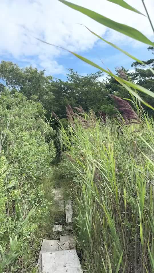 Moovin Stonks | 辩论后市场下滑，特朗普媒体下降，而电动车上升